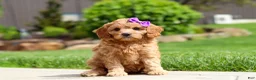Cavapoo dogs for sale: Poppy - Ad 2