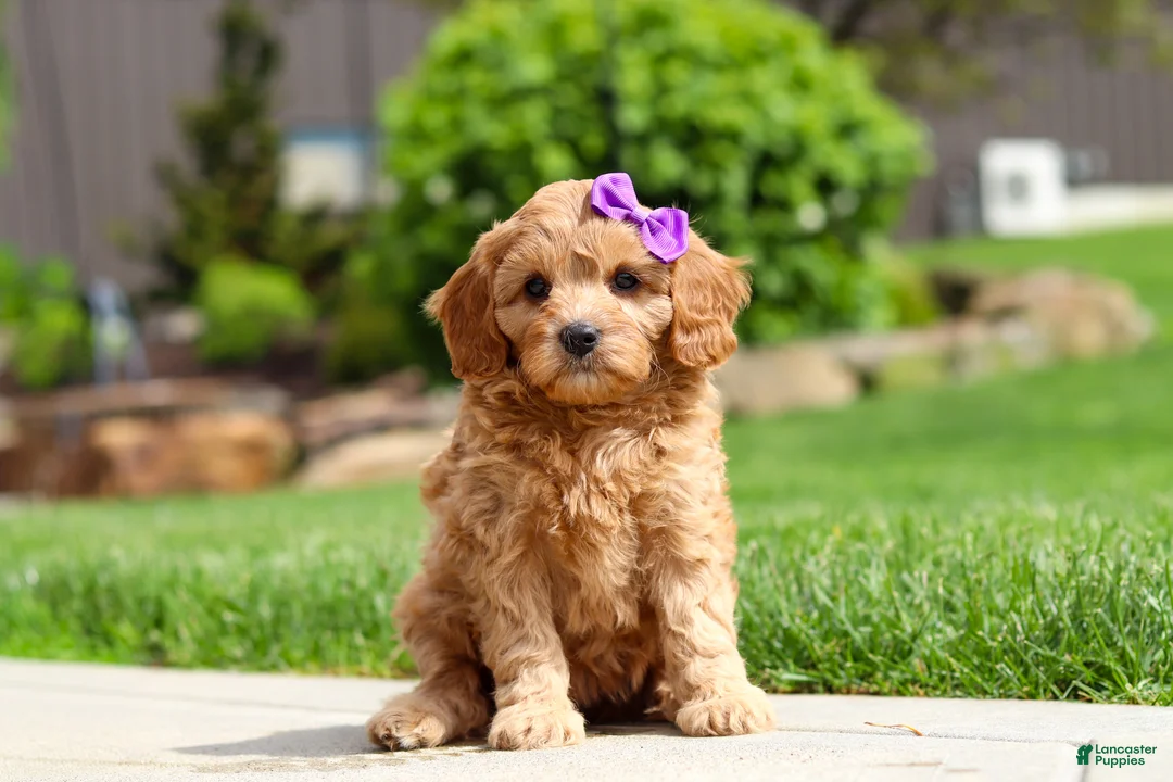 Cavapoo dogs for sale: Poppy - Ad 2