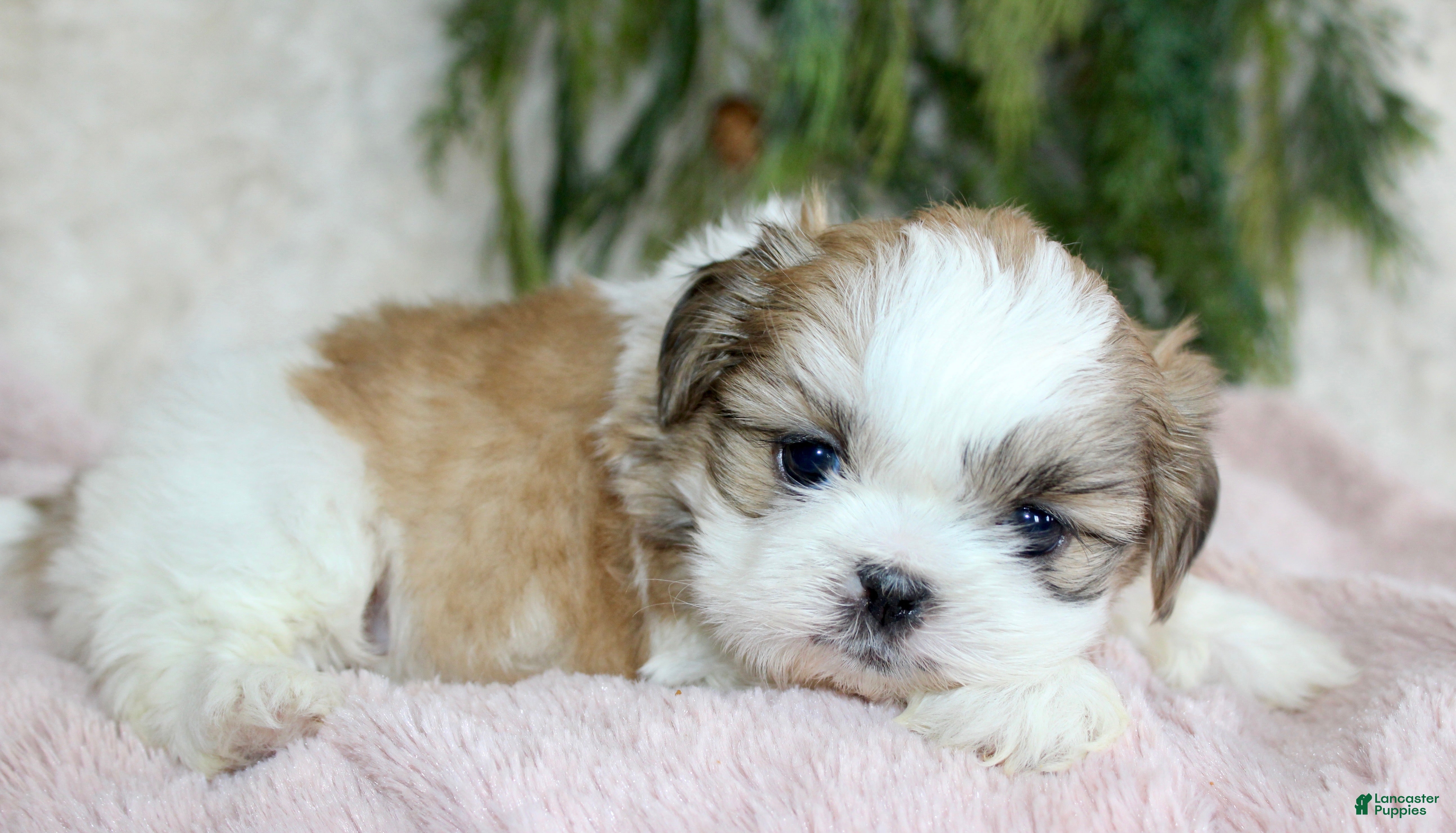 Shih Tzu dogs Shih Tzu Puppy 4 - Ad 3
