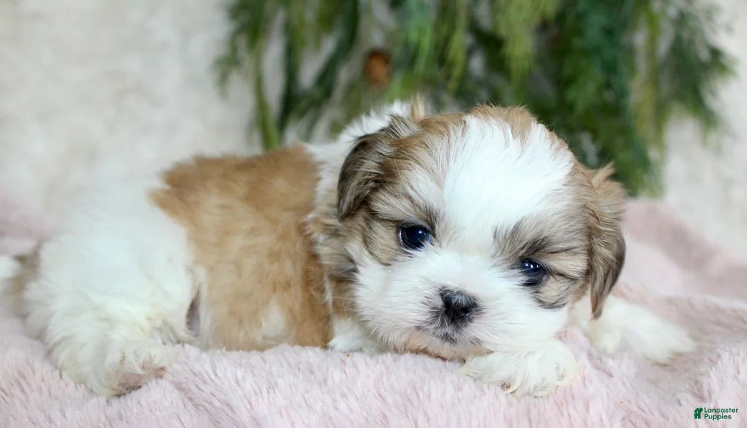 Shih Tzu dogs for sale: Shih Tzu Puppy 4 - Ad 1