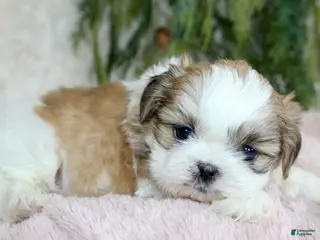 Shih Tzu dogs Shih Tzu Puppy 4 - Ad 3