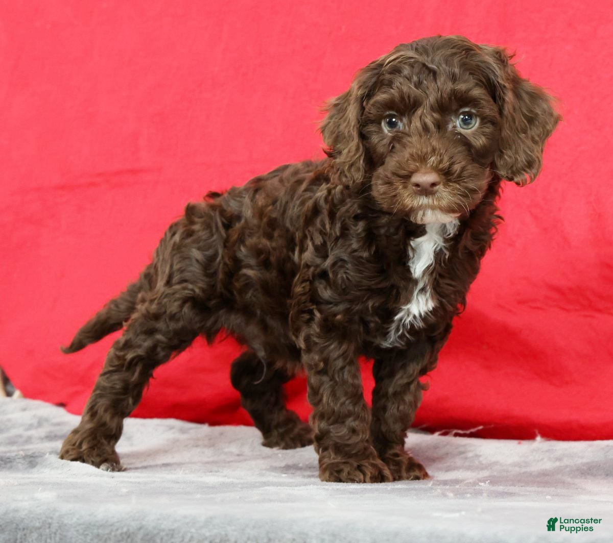 Cavapoo dogs Doug - Ad 2