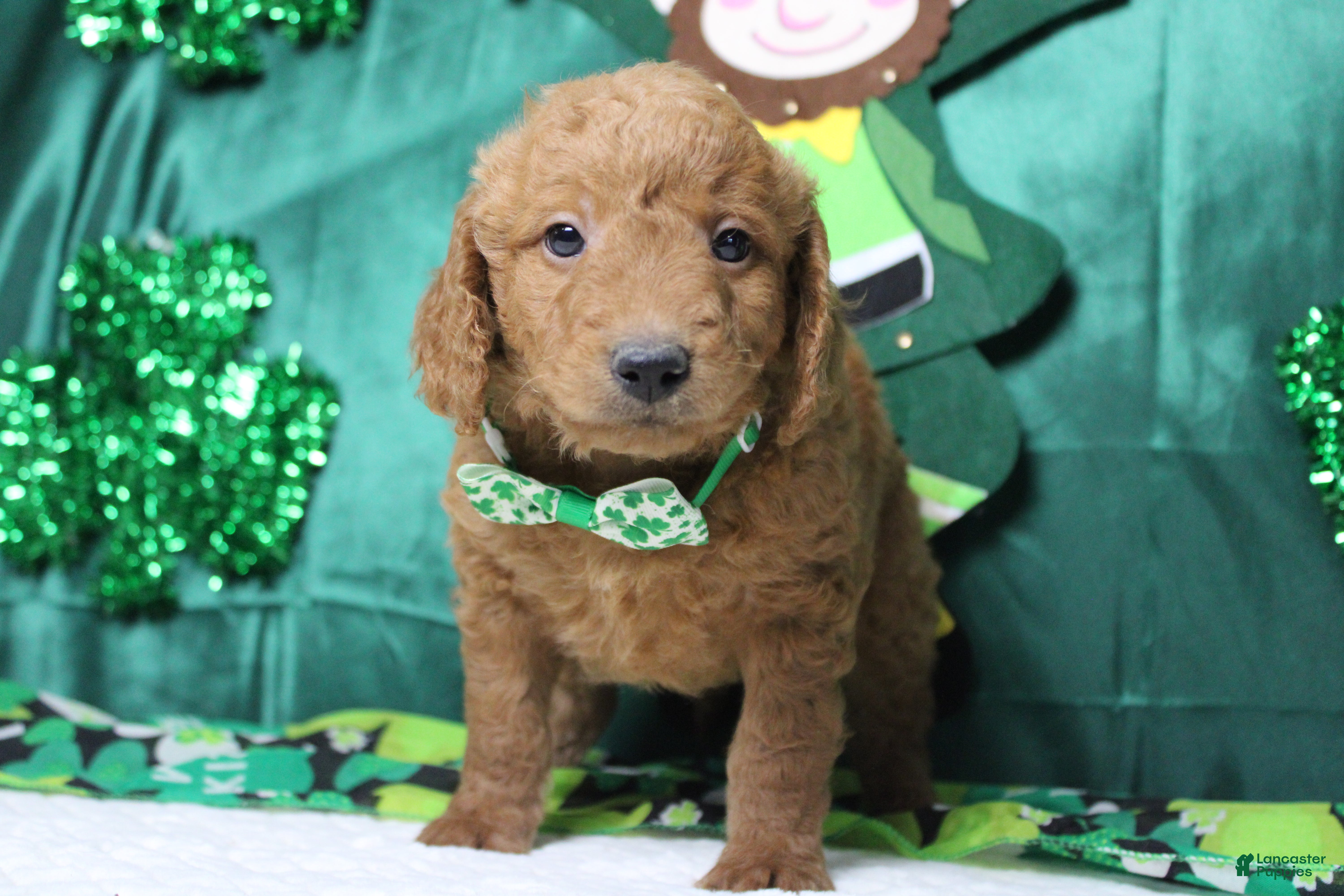 Goldendoodle dogs Fanta  - Ad 21