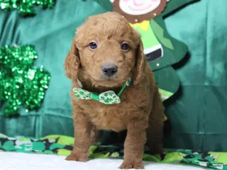 Goldendoodle dogs Fanta - Ad 7