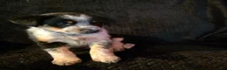 Mixed Breed dogs for sale: Hoss - Ad 2