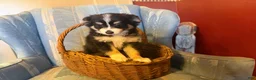 Papillon dogs for sale: Missy's boy #1 - Ad 1