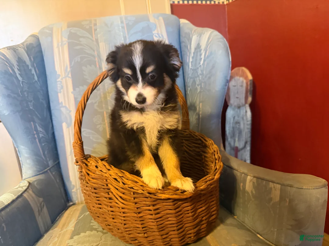 Papillon dogs for sale: Missy's boy #1 - Ad 1
