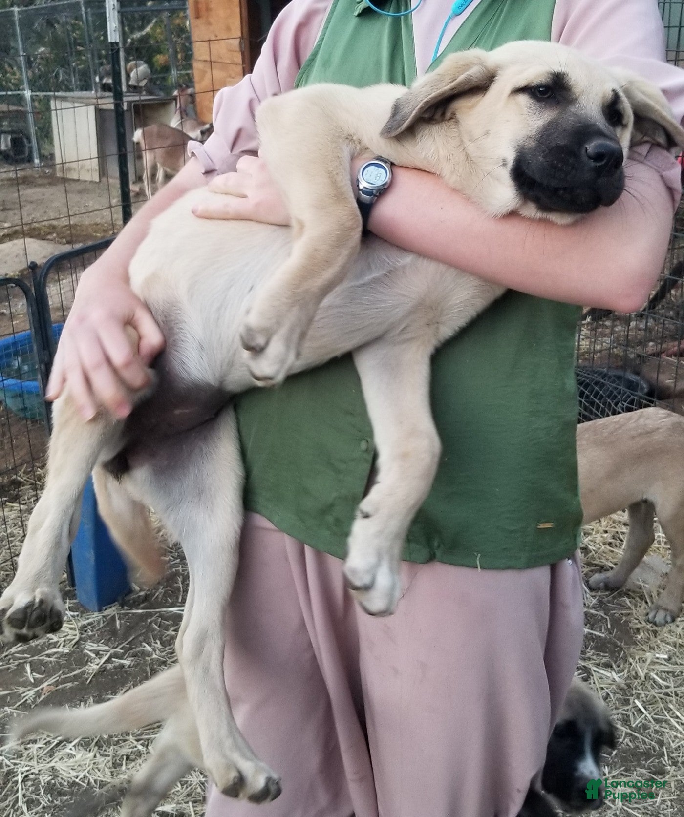Anatolian Shepherd dogs Gloria ⤴️ - Ad 2