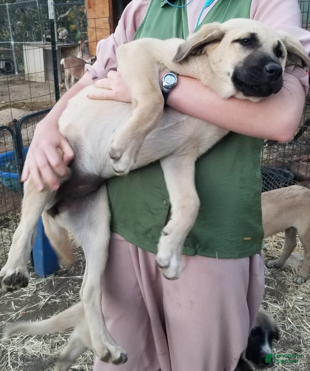 Anatolian Shepherd dogs for sale: Gloria ⤴️ - Ad 2