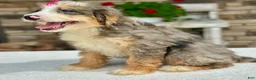 Mini Bernedoodle dogs for sale: Jojo - Ad 4