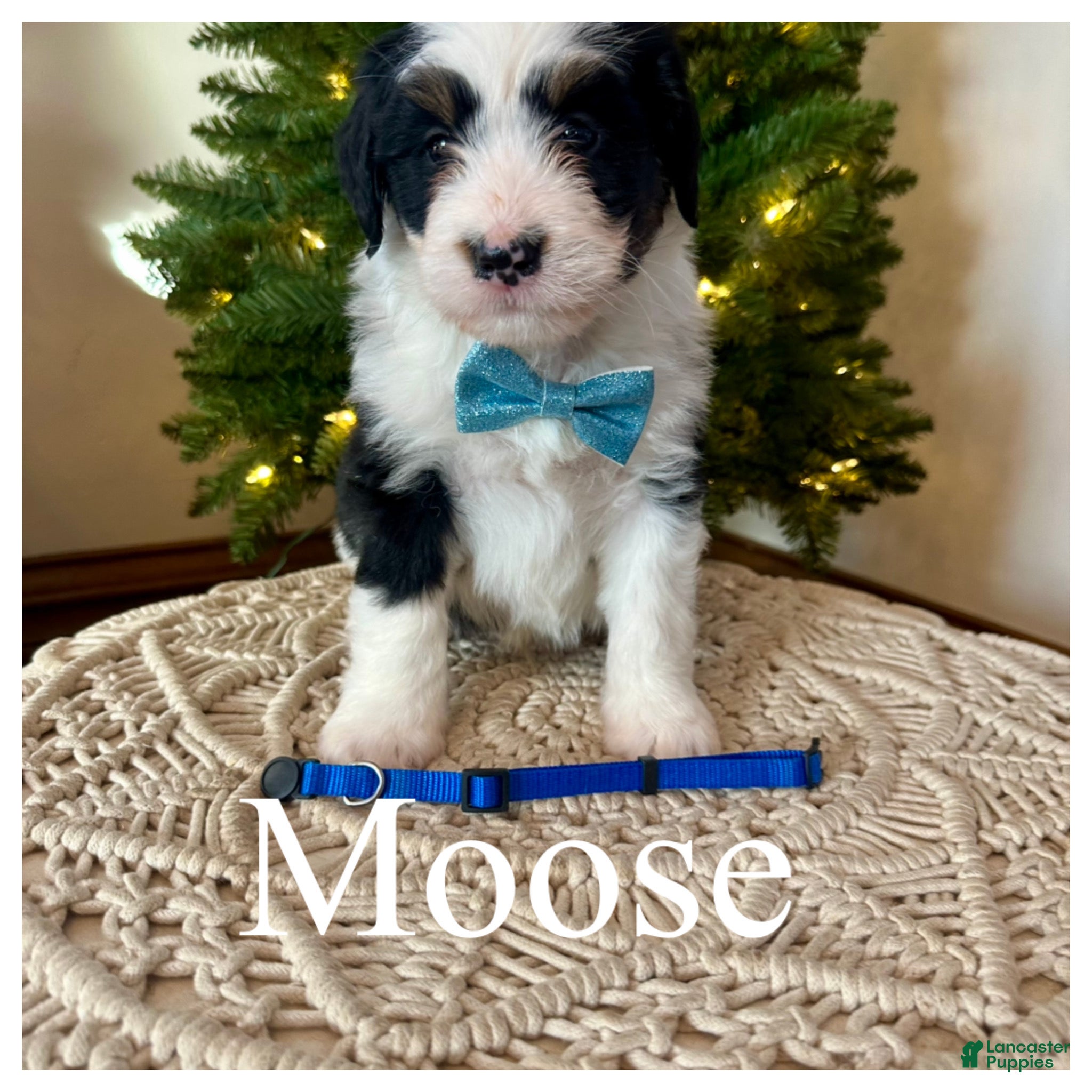 Mini Bernedoodle dogs Moose - Ad 12