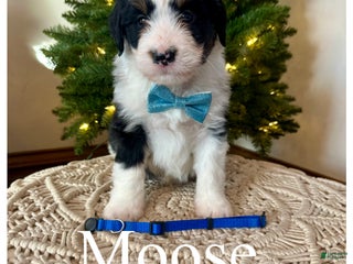 Mini Bernedoodle dogs Moose - Ad 19