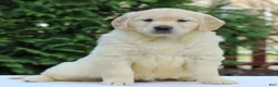 Golden Retriever dogs for sale: Rose  - Ad 1