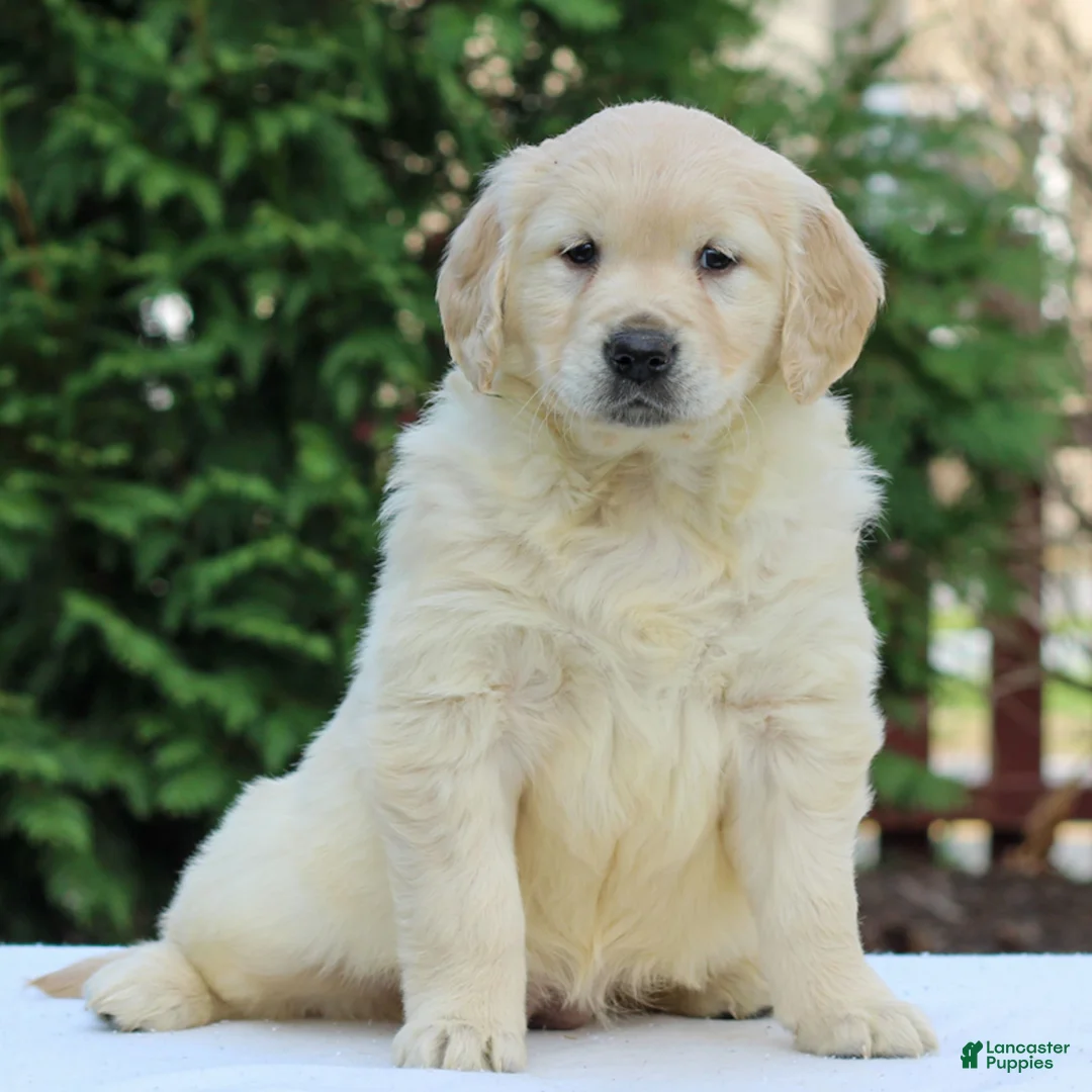 Golden Retriever dogs for sale: Rose  - Ad 1