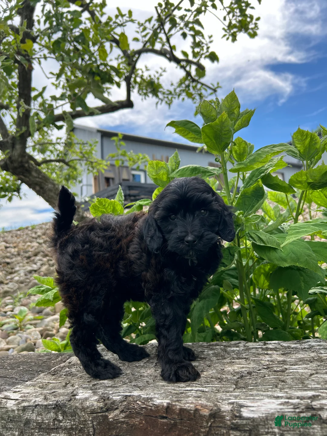 Mini Goldendoodle dogs for sale: Luna - Ad 1