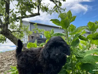 Mini Goldendoodle dogs for sale: Luna - Ad 3