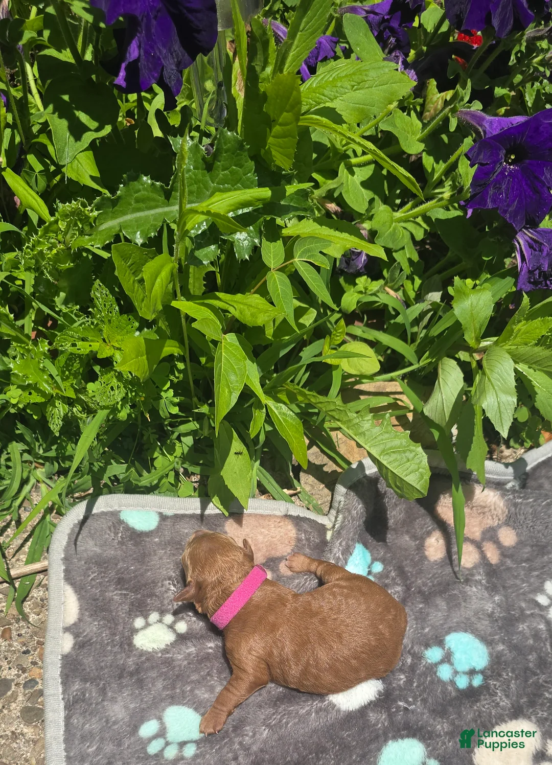 Mini Goldendoodle dogs for sale: buddy - Ad 26