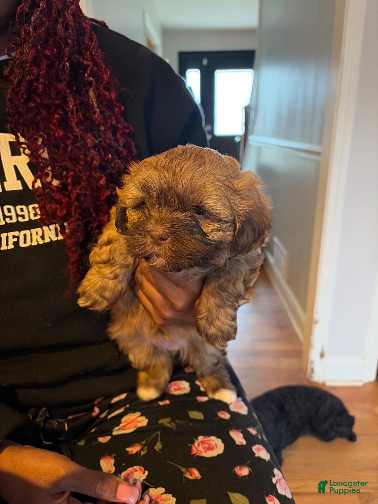 Mixed Breed dogs Nutella - Ad 1