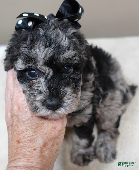 Toy Poodle dogs Milo - Ad 34