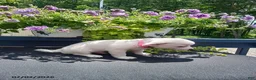 Chihuahua dogs for sale: White Chocolate - Ad 4