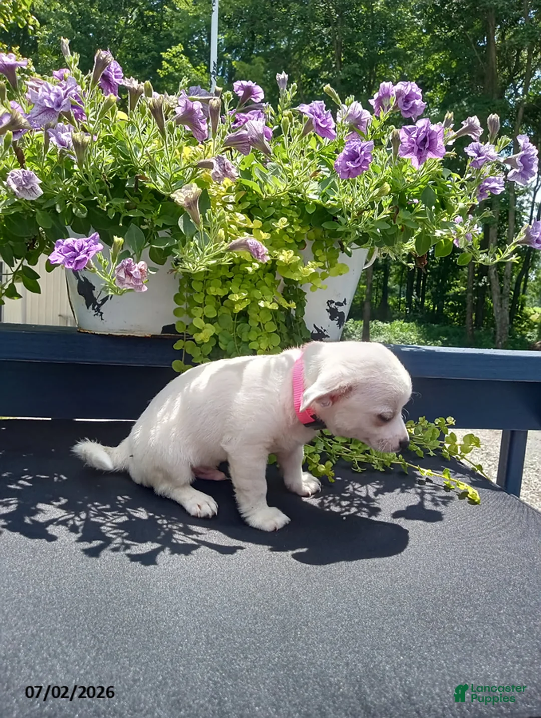 Chihuahua dogs for sale: White Chocolate - Ad 4