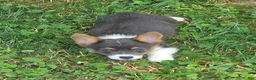 Welsh Corgi Pembroke dogs for sale: Lynx the low rider  - Ad 11