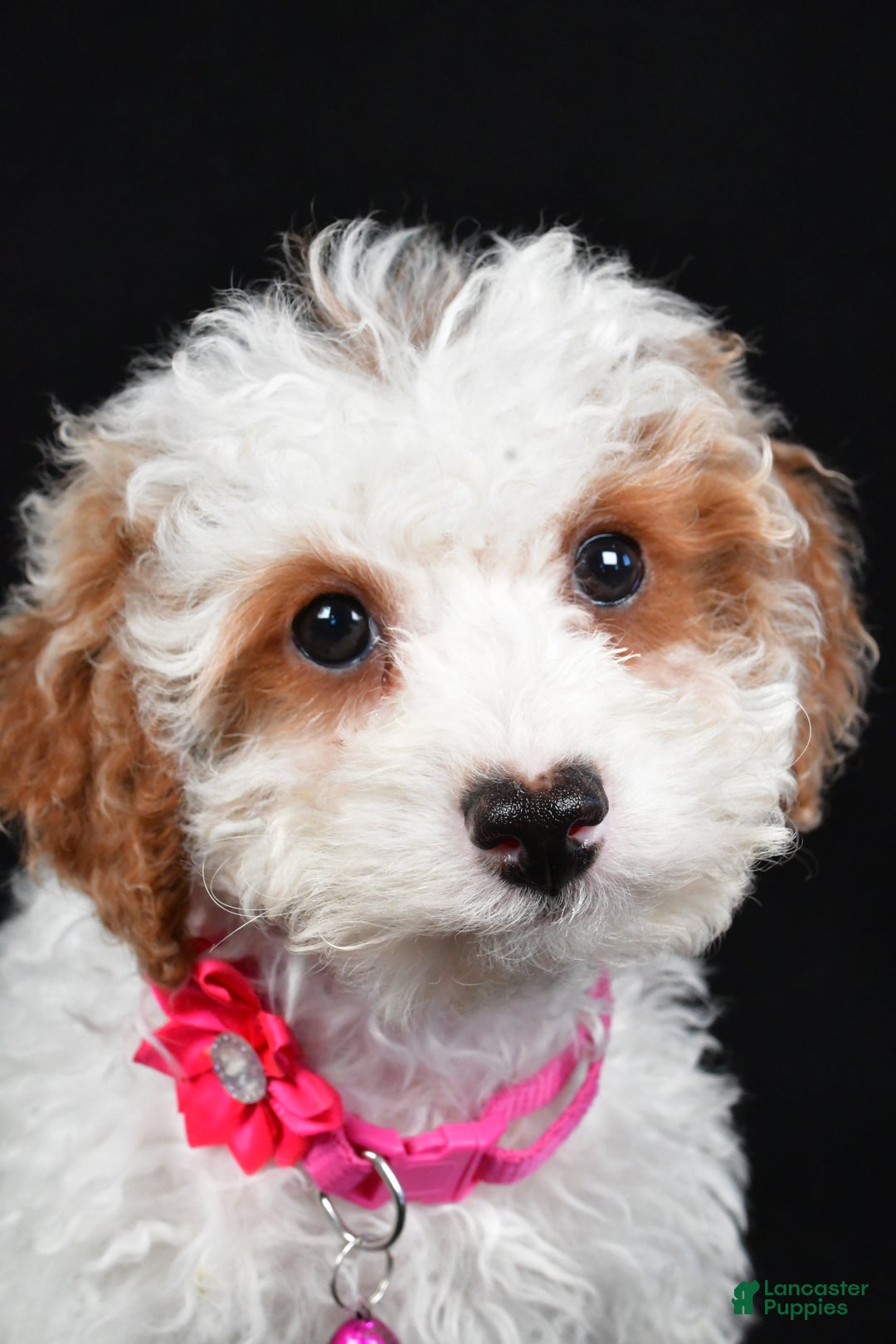 Cavapoo dogs for sale: Sabrina - Ad 5