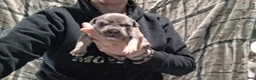 American Bully dogs for sale: American Bully Puppy 3 - Ad 5