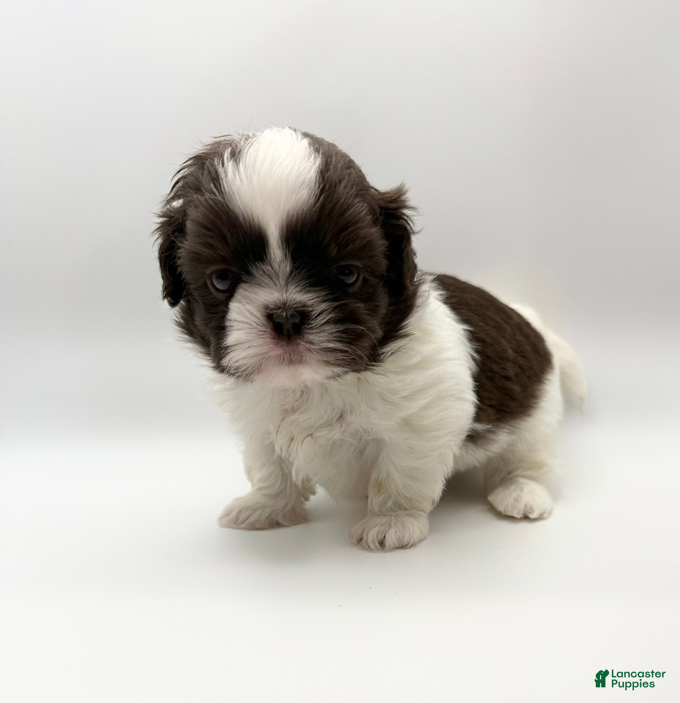 Shih Tzu dogs for sale: Levi - Ad 1