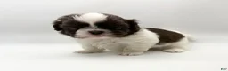 Shih Tzu dogs for sale: Levi - Ad 1