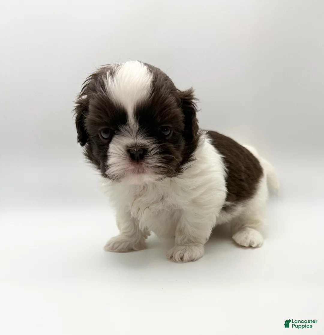 Shih Tzu dogs for sale: Levi - Ad 1