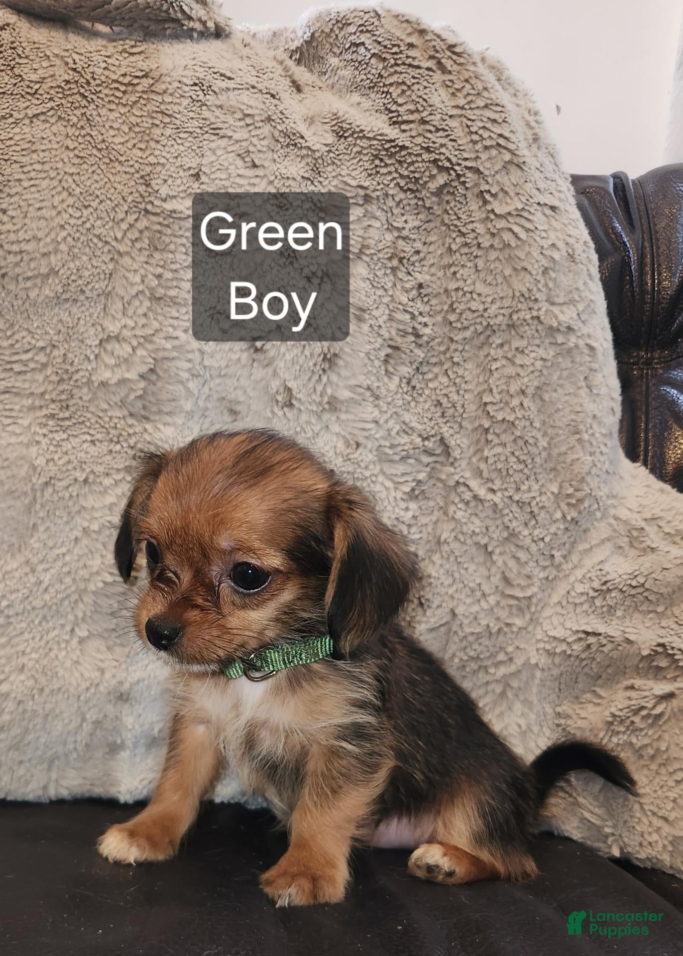 Shorkie dogs for sale: Shorkie 4 - Ad 2