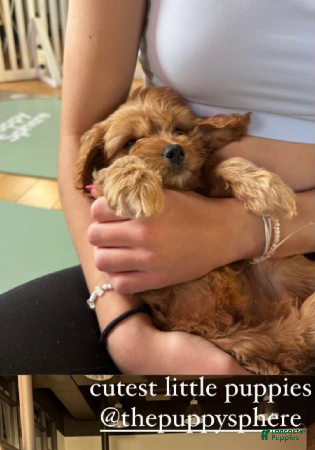 Cockapoo dogs for sale: Oliver – The “Emotional Support Bear” You’ll Fall in Love With 🧡🐾 - Ad 15