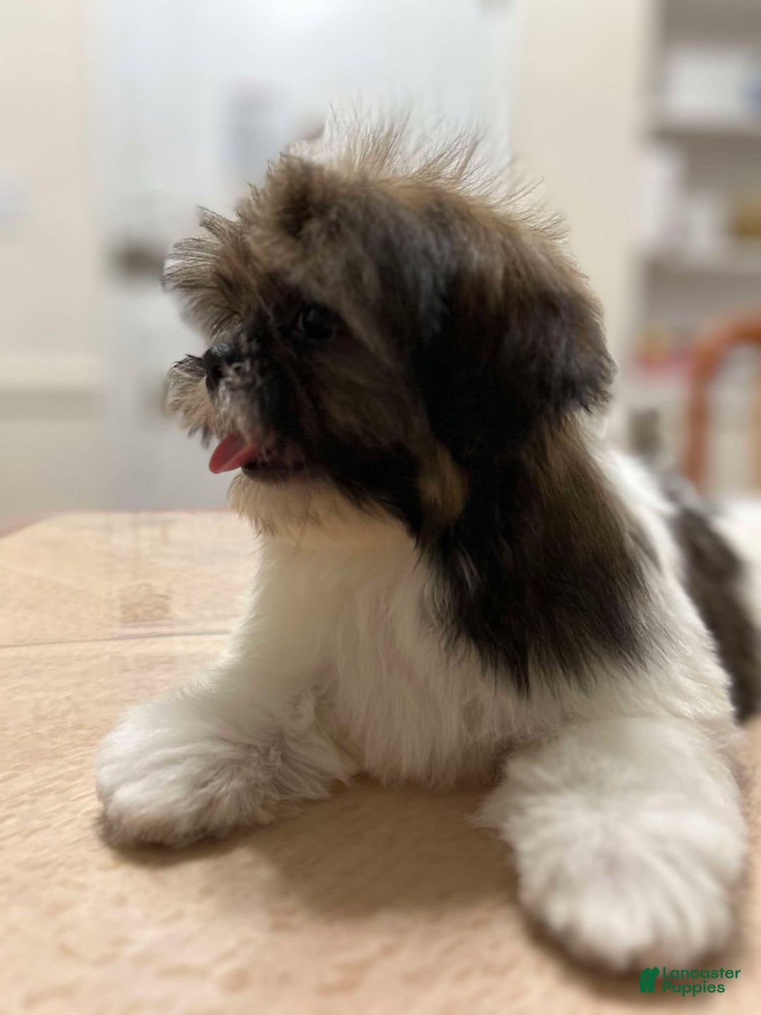 Shih Tzu dogs for sale: Liz - Ad 3