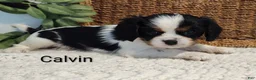 Cavalier King Charles Spaniel dogs for sale: Calvin - Ad 2