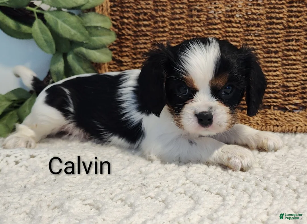 Cavalier King Charles Spaniel dogs for sale: Calvin - Ad 2