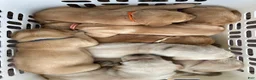 Labrador Retriever dogs for sale: Abe Lincoln - Orange - Ad 8