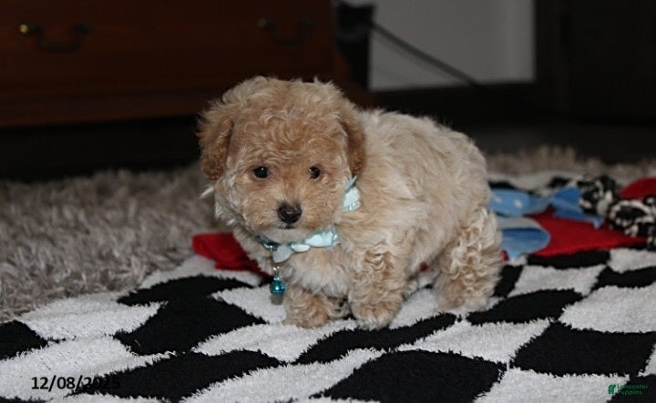 Bichpoo dogs Skylar - Ad 4