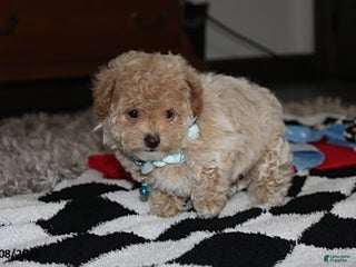 Bichpoo dogs Skylar - Ad 13