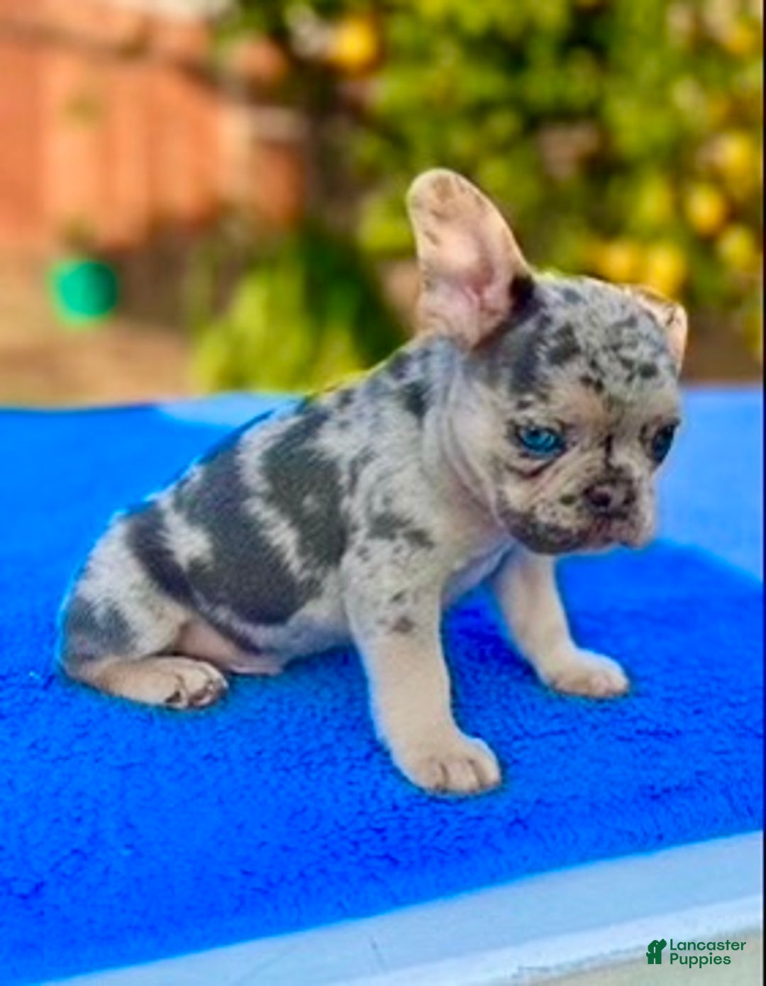 Gallery Image {{count}}