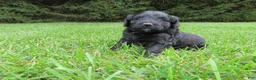 Mixed Breed dogs for sale: Molly - Ad 3