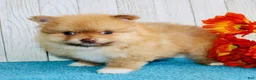 Pomeranian dogs for sale: Snickers - Ad 5