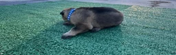 German Shepherd dogs for sale: German Shepherd Dark blue  - Ad 3