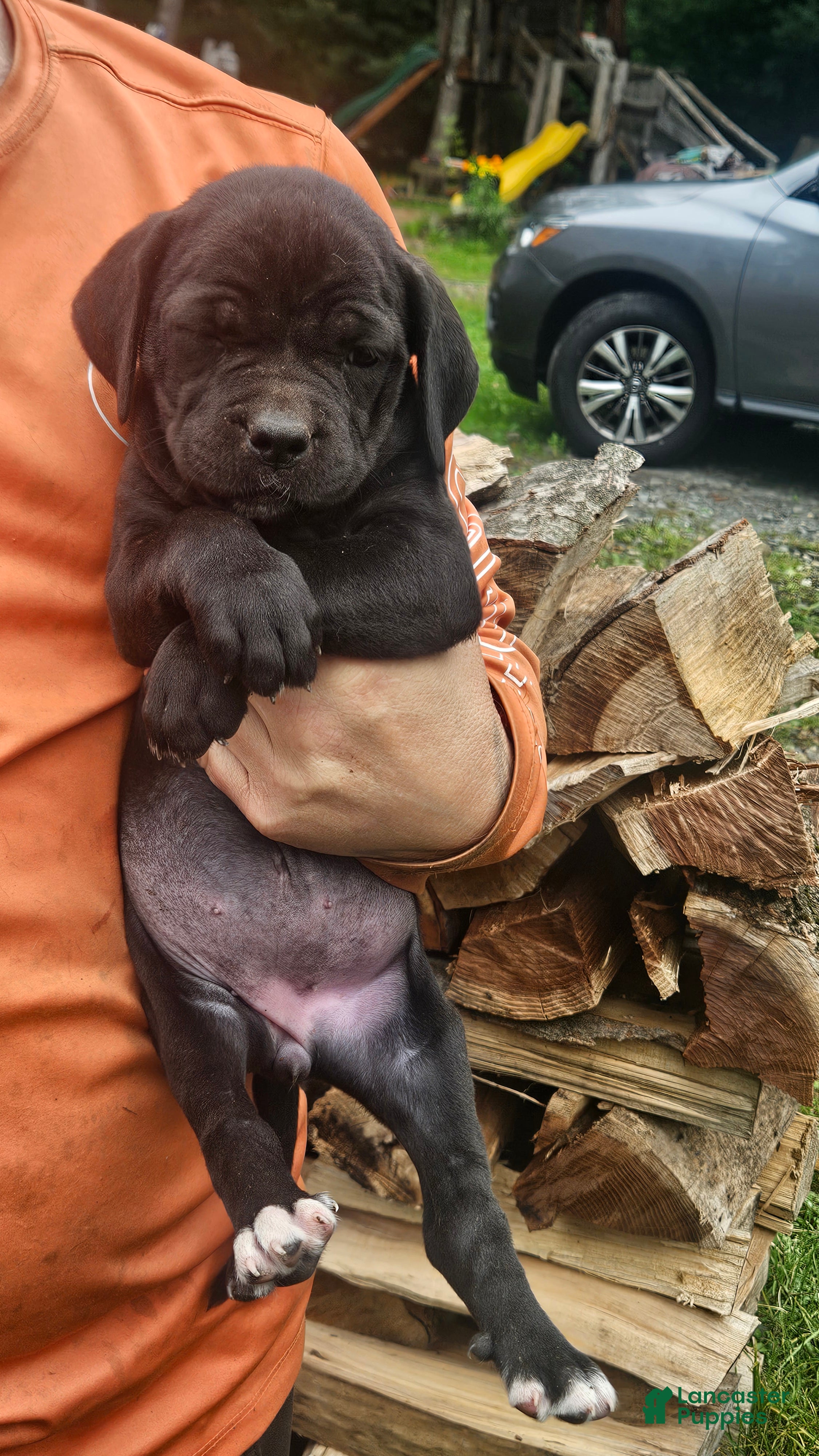 Cane Corso dogs Cane Corso 4 - Ad 1