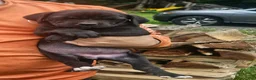 Cane Corso dogs for sale: Cane Corso 4 - Ad 1