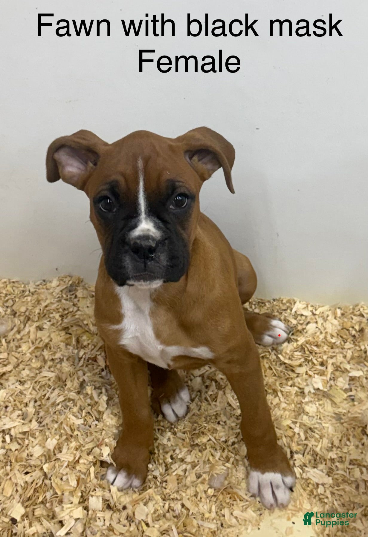 Boxer dogs Boxer 5 - Ad 10