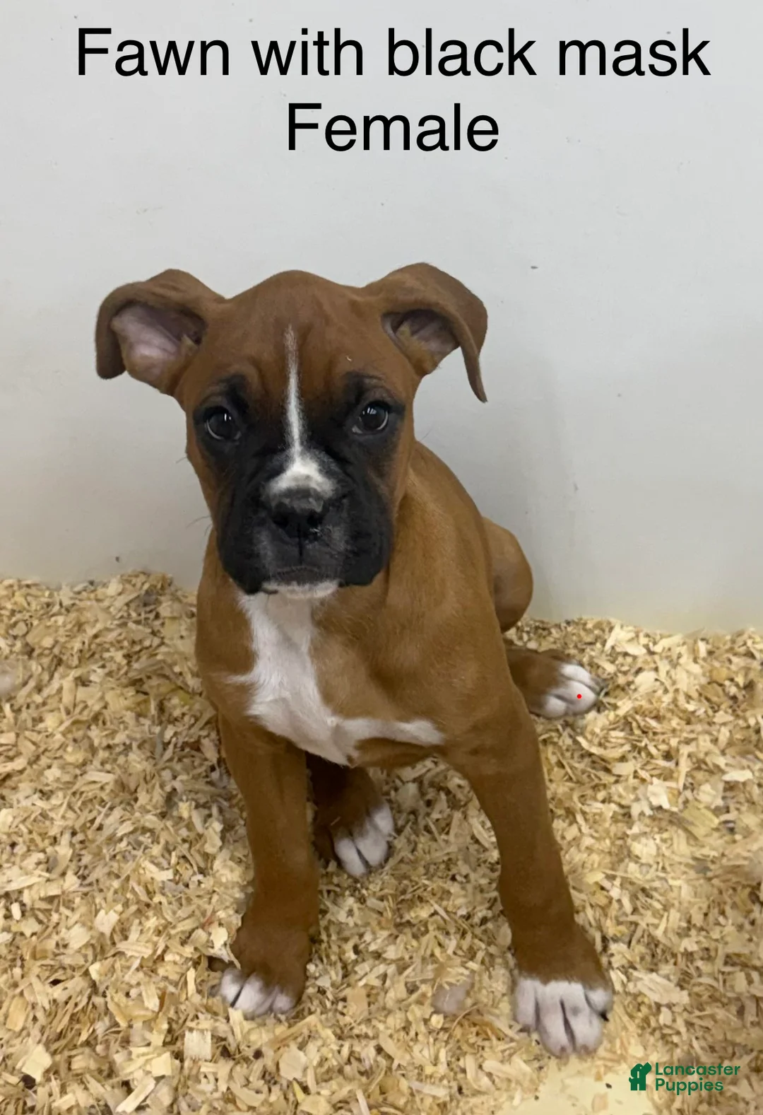 Boxer dogs for sale: Boxer 5 - Ad 1