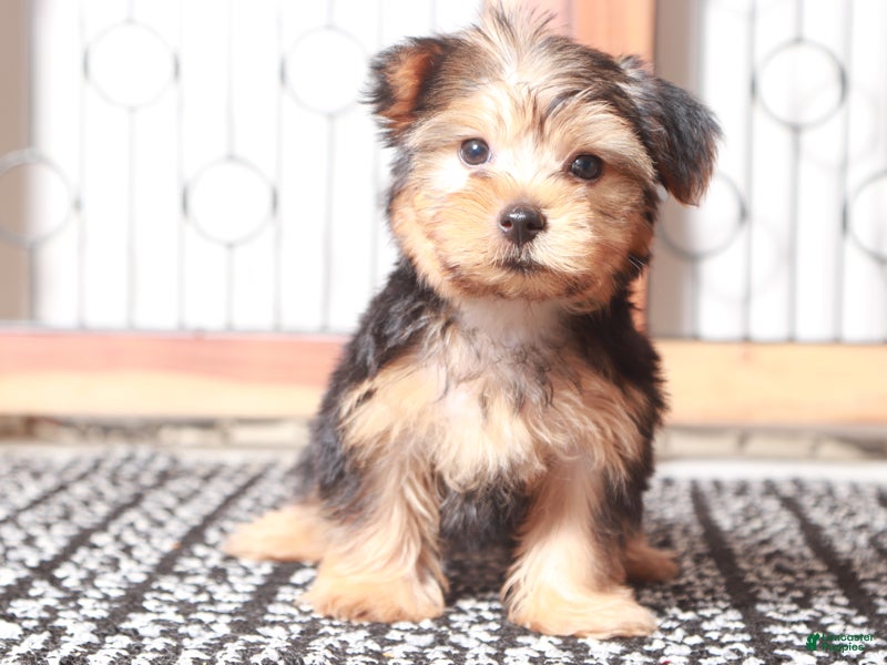 Maltese Yorkie Mix Morkie Potty Training Problems With Hair