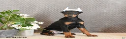 Doberman Pinscher dogs for sale: Ziva - Ad 1