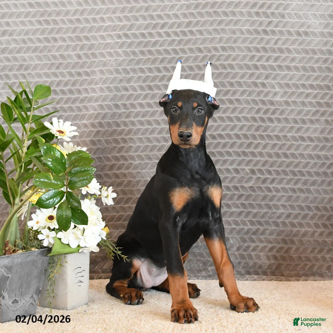 Doberman Pinscher dogs for sale: Ziva - Ad 1
